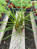 4” Ponytail Palm – Live Indoor Houseplant, Elephant Foot Tree