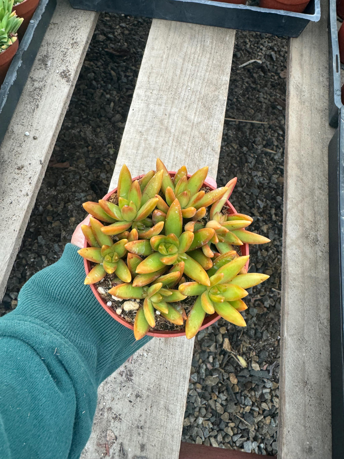 4” Sedum ‘Orange Delight’ - Live Succulent Plant, Easy Care