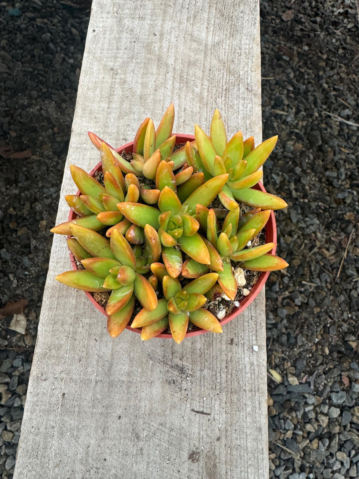 4” Sedum ‘Orange Delight’ - Live Succulent Plant, Easy Care