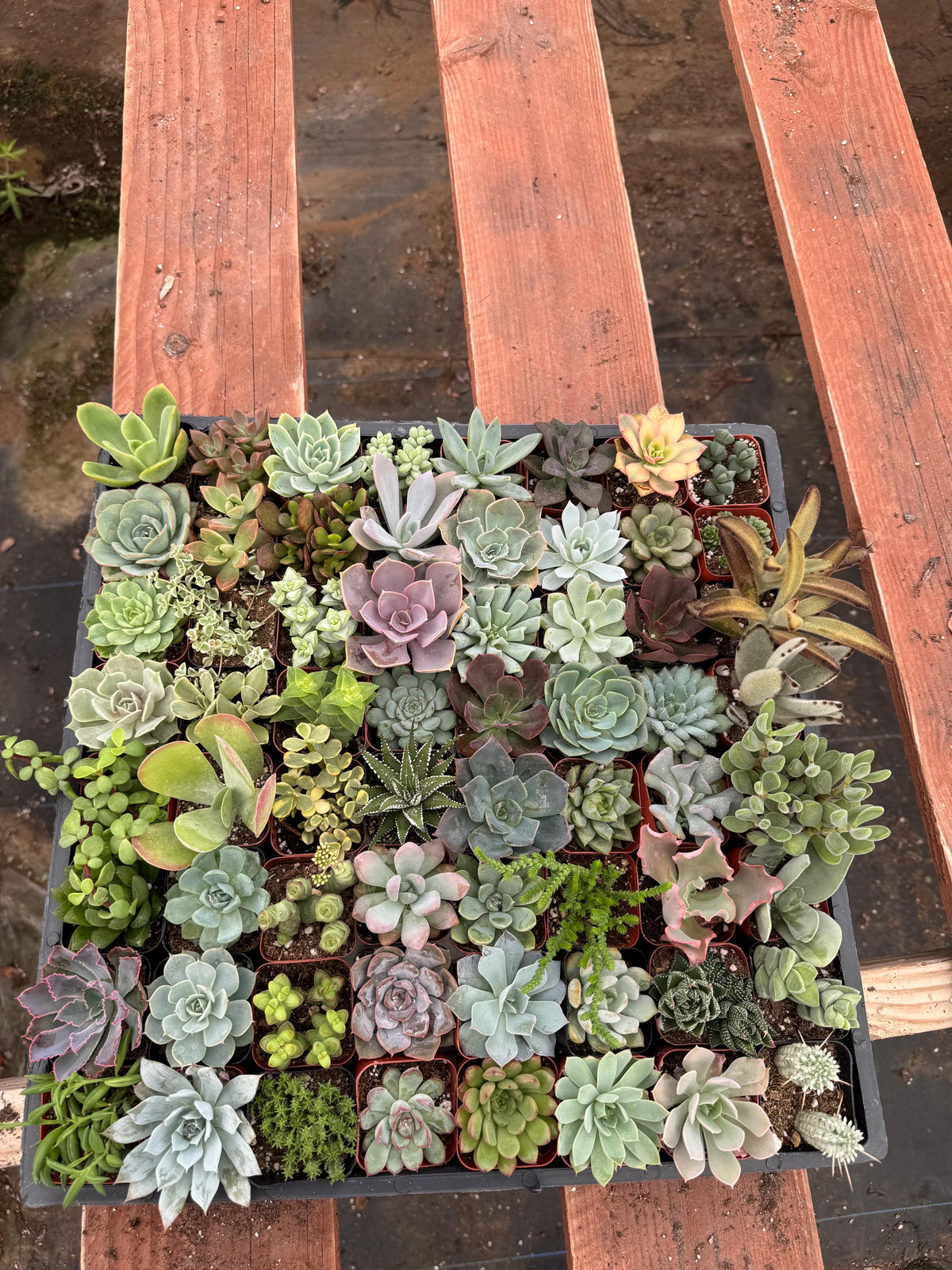 72 Pack Succulents 2 Inch Bulk | Assorted Live Plants | Wedding & Baby Shower Fa