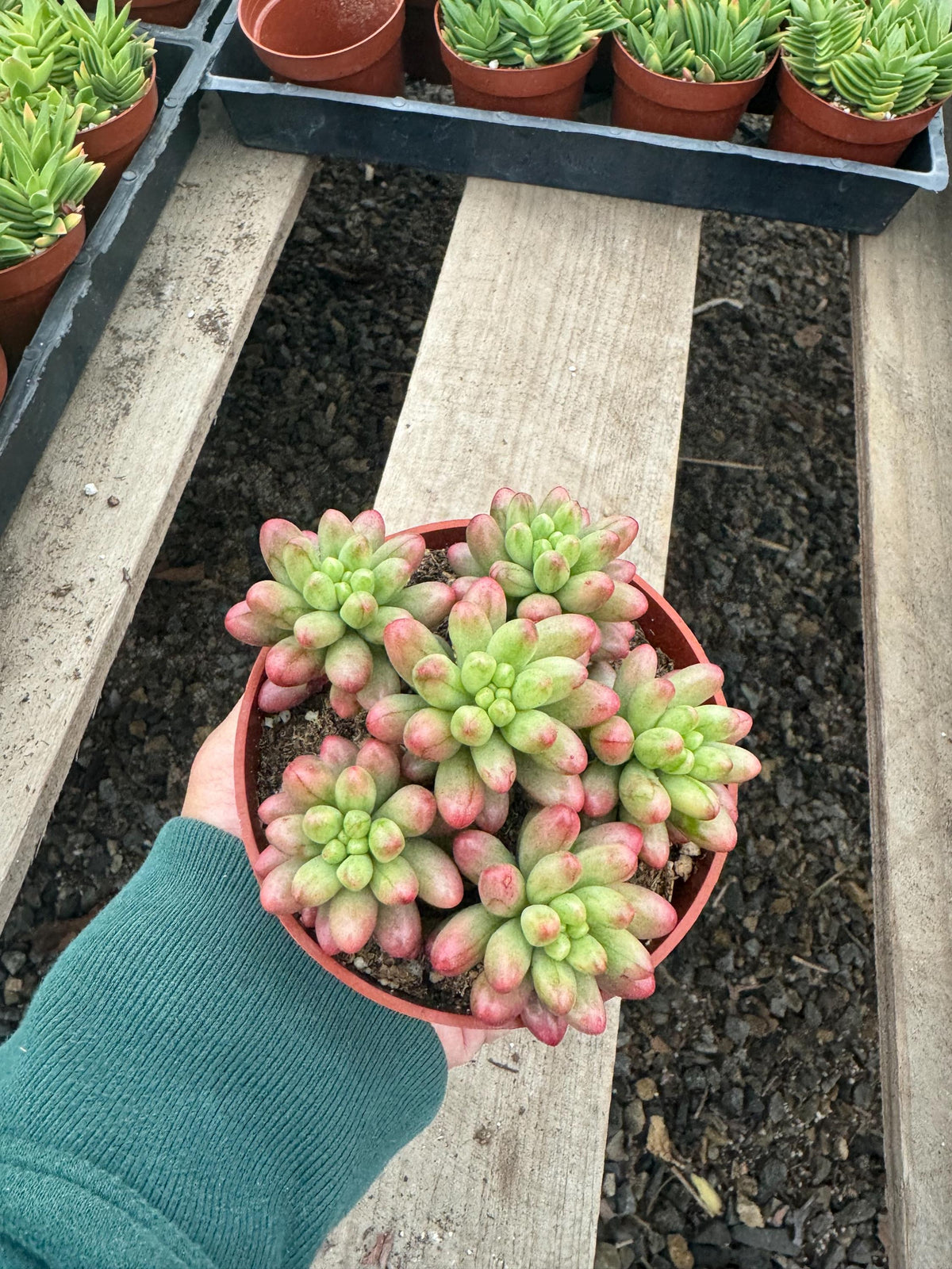 4” Variegated jelly beans live plant, house plant