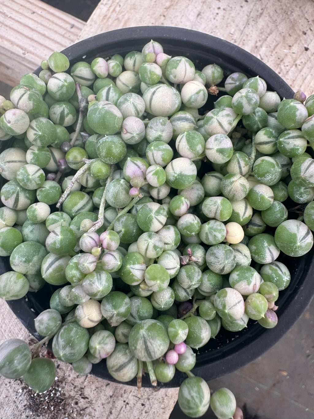 4” String of Variegated Pearls live plant, house plant.