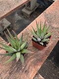2” Haworthia Zebra (20 Pack) – Live Succulent Plants | Easy Care Houseplants | I