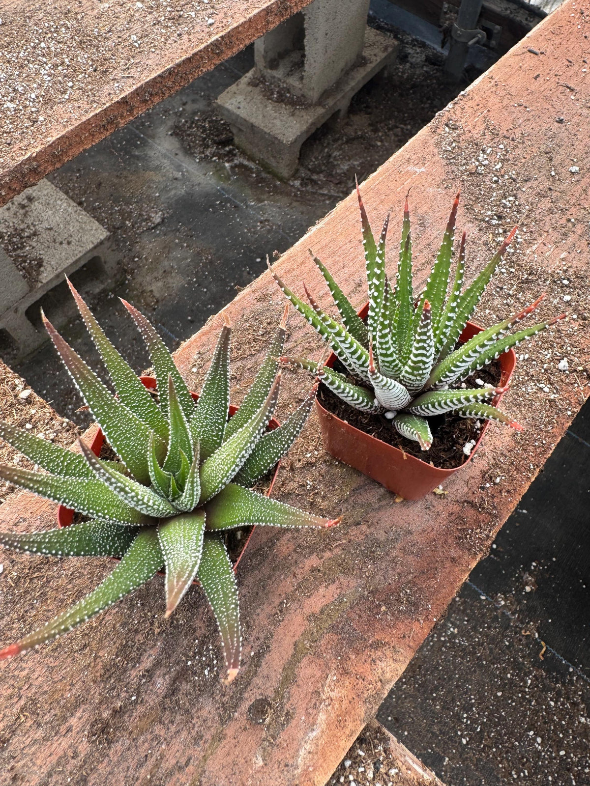 2” Haworthia Zebra (20 Pack) – Live Succulent Plants | Easy Care Houseplants | I