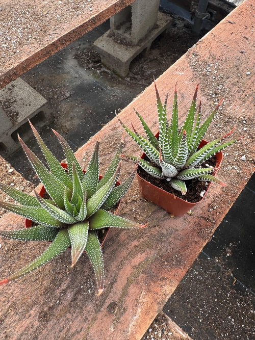 2” Haworthia Zebra (20 Pack) – Live Succulent Plants | Easy Care Houseplants | I