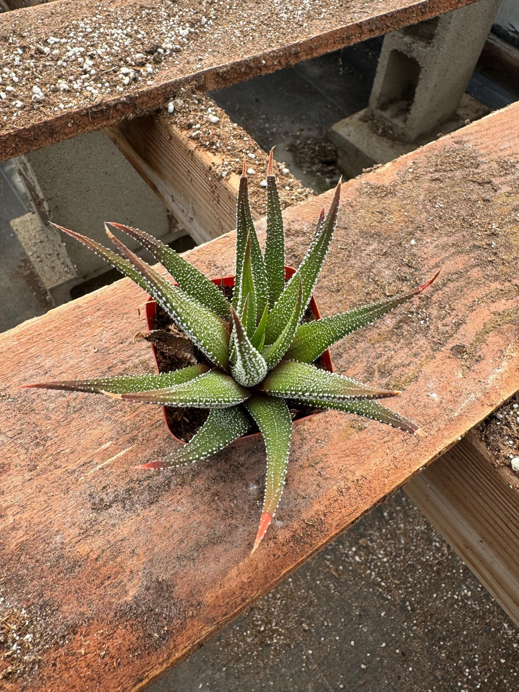 2” Haworthia Zebra (20 Pack) – Live Succulent Plants | Easy Care Houseplants | I