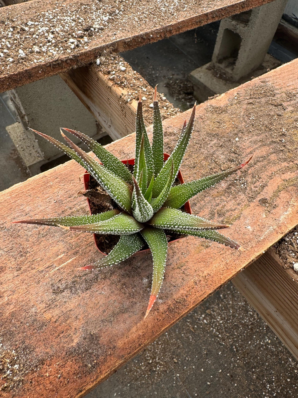 2” Haworthia Zebra (20 Pack) – Live Succulent Plants | Easy Care Houseplants | I