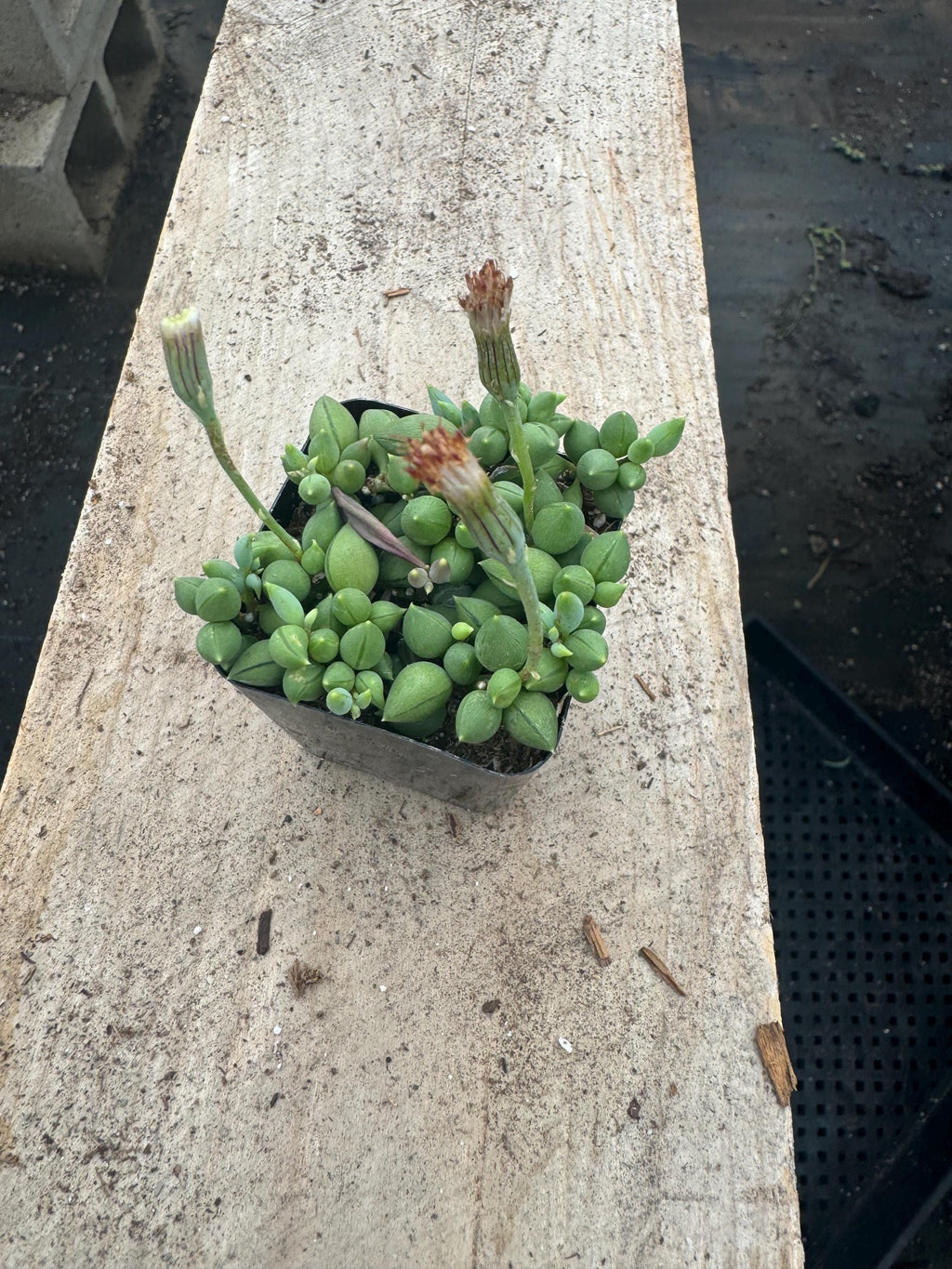 2" String of Pearls/Tears Succulent - Live Indoor Hanging Plant (20 Pack)