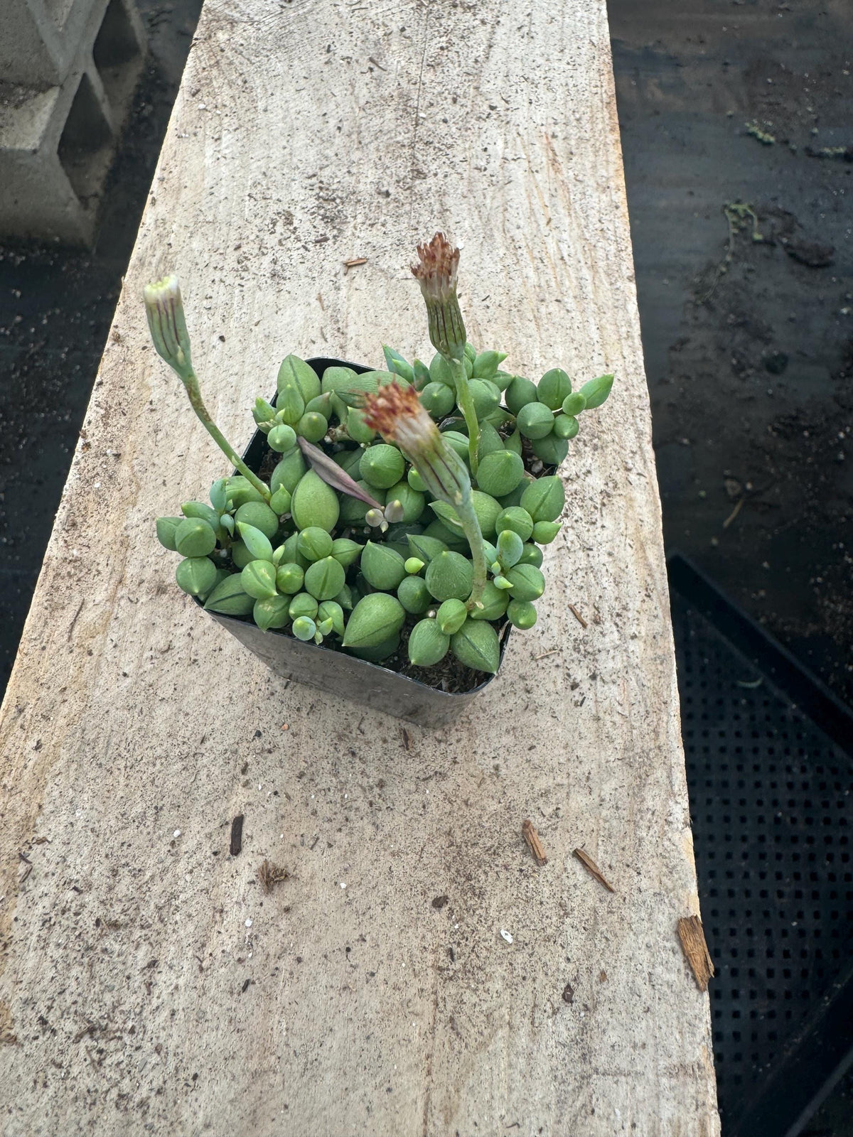 2" String of Pearls/Tears Succulent - Live Indoor Hanging Plant (20 Pack)