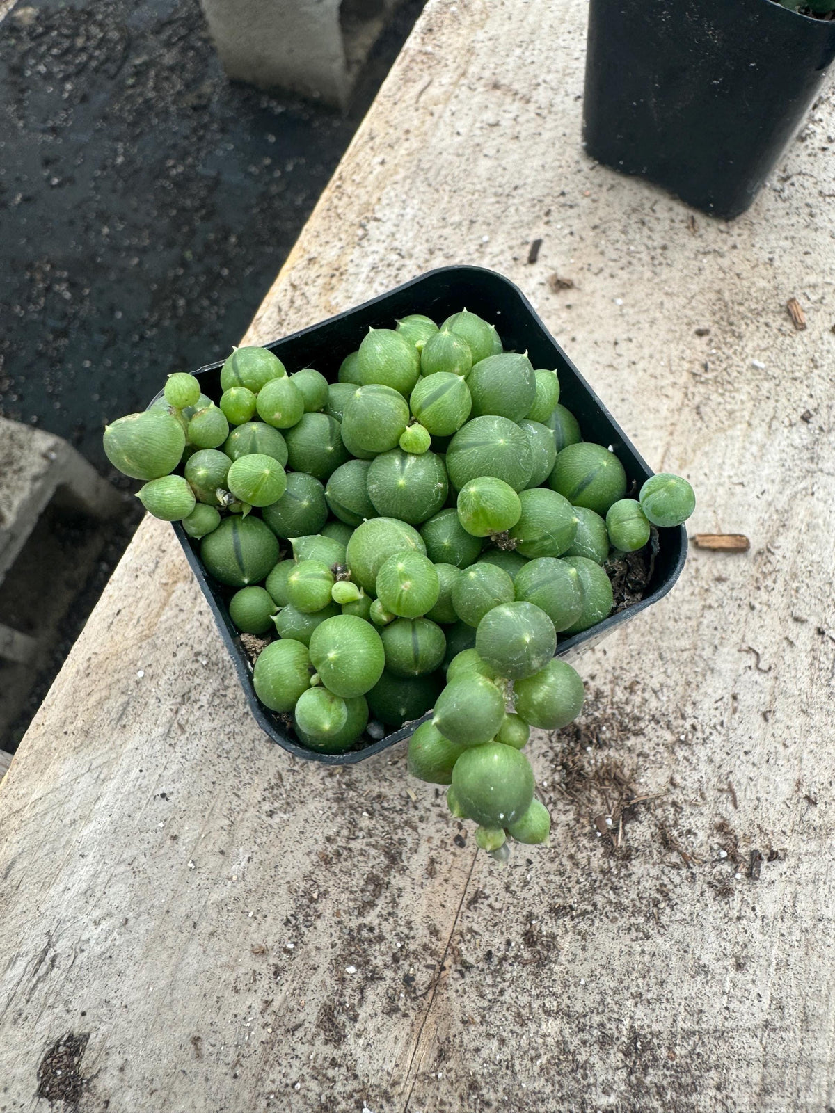 2" String of Pearls/Tears Succulent - Live Indoor Hanging Plant (20 Pack)
