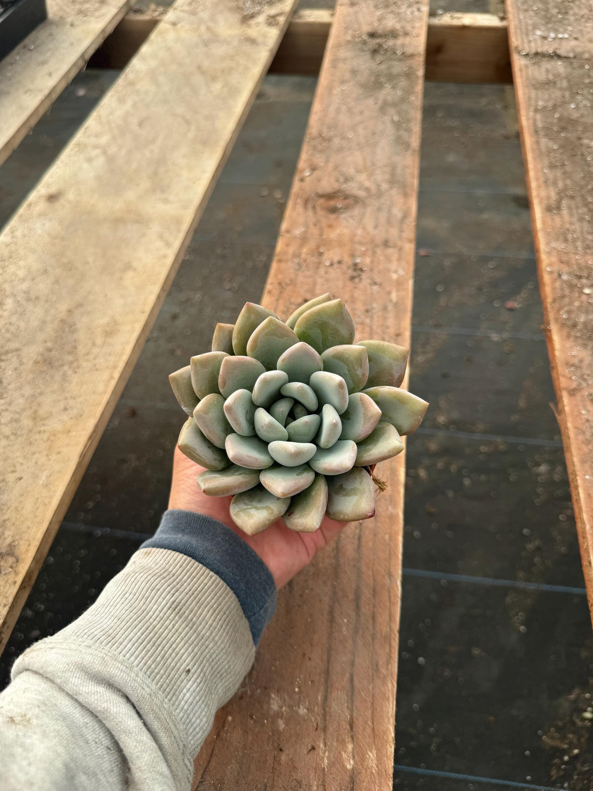 4” Echeveria ‘Paulina’ - Live Rosette Succulent