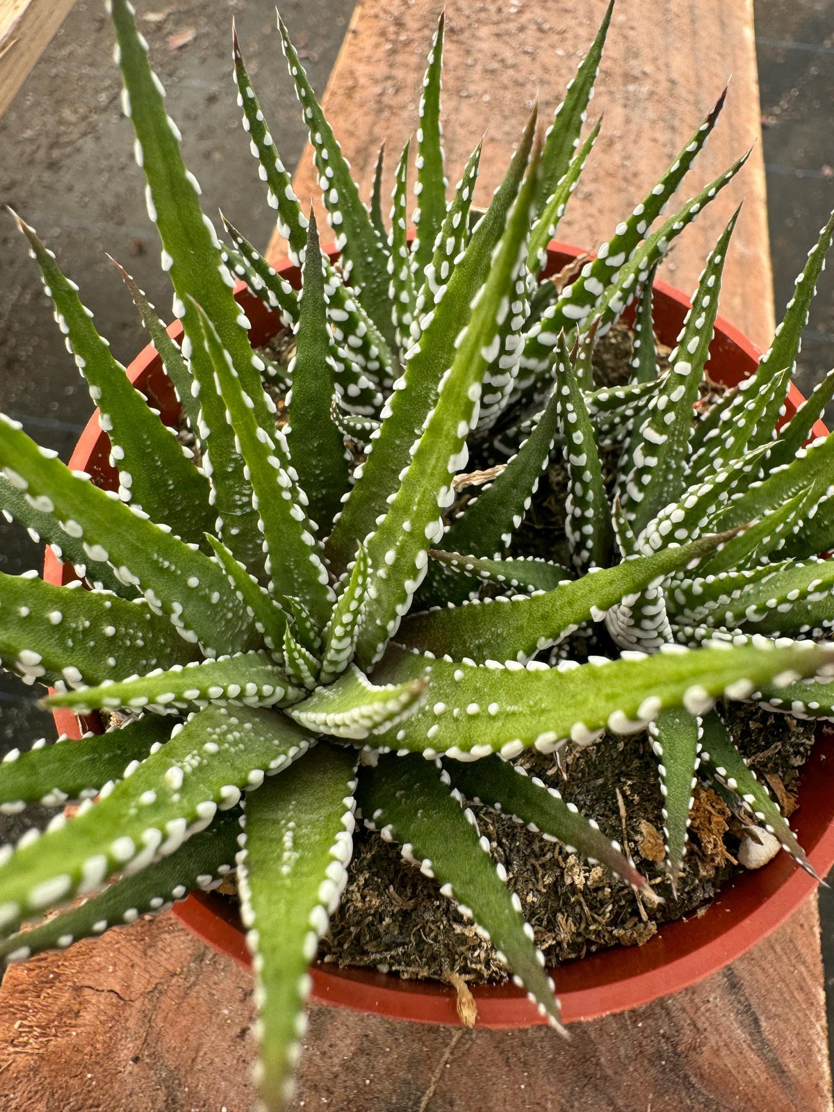 4” Haworthia Zebra – Live Succulent Plant | Striped Indoor Houseplant | Easy Car
