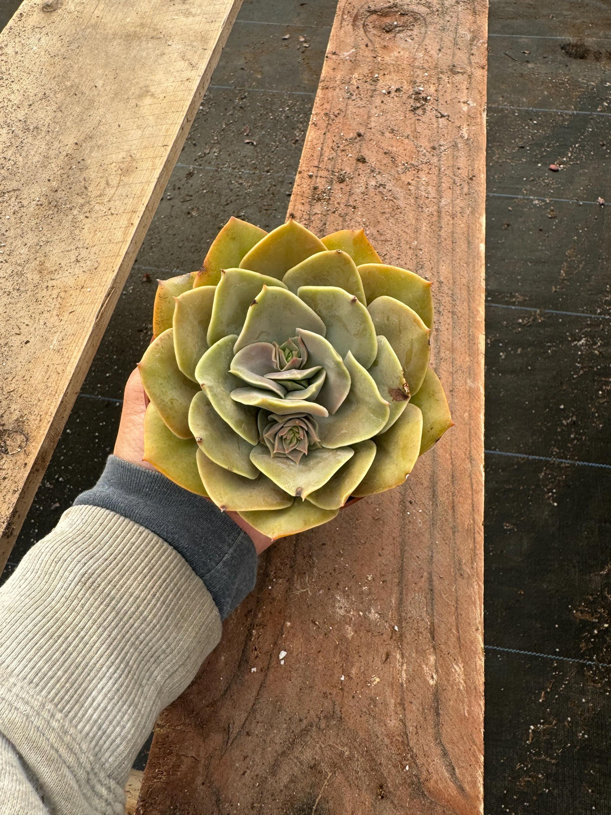 Echeveria ‘Lolita’ - 4” Live Rosette Succulent Plant