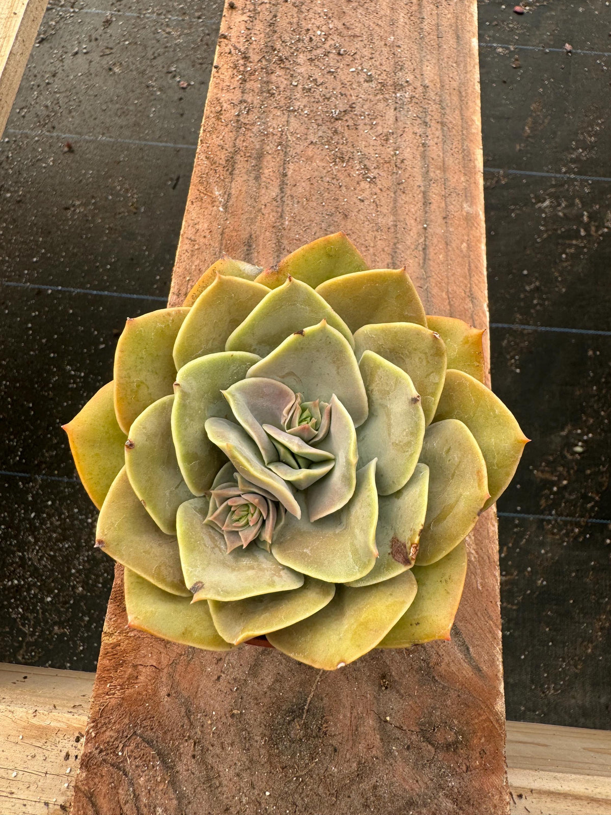 Echeveria ‘Lolita’ - 4” Live Rosette Succulent Plant