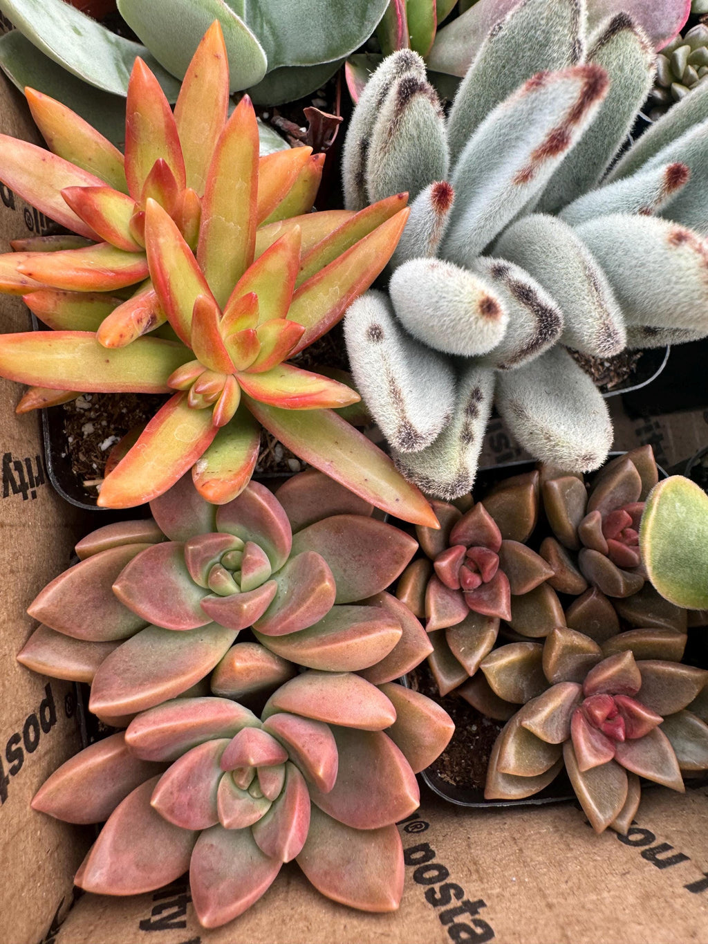2" Succulent Variety Pack (20 Pack) – Assorted Live Houseplants