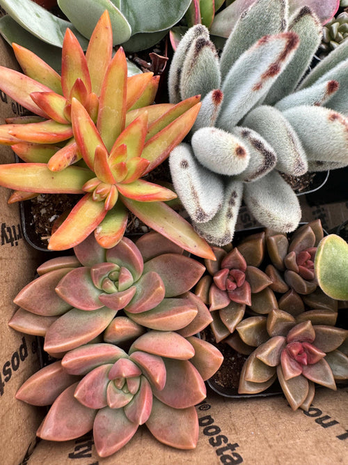 2" Succulent Variety Pack (20 Pack) – Assorted Live Houseplants