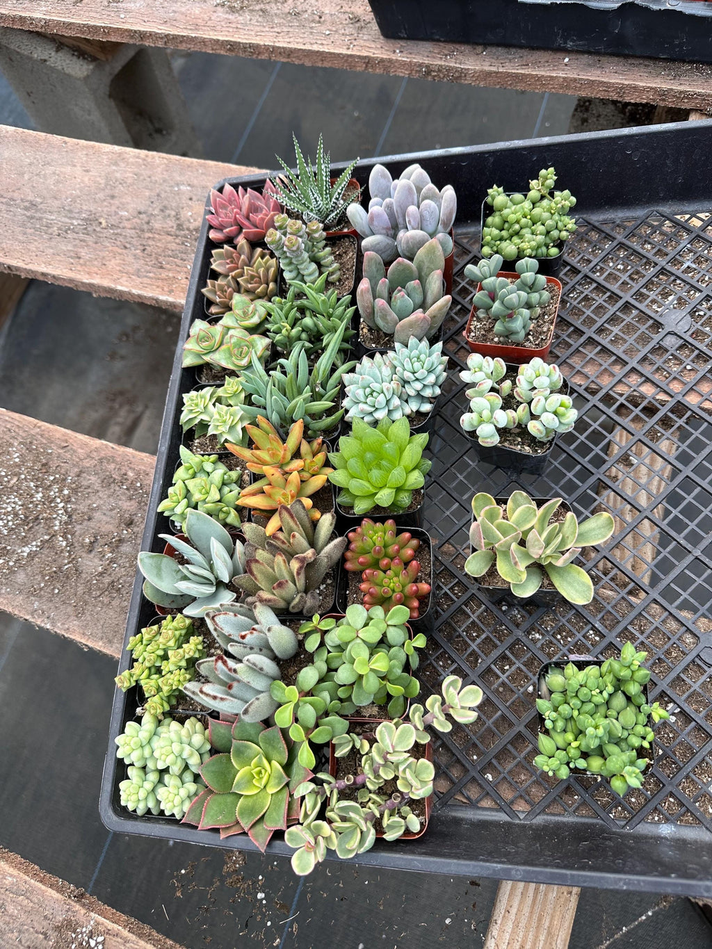 2" Succulent Variety Pack (20 Pack) – Assorted Live Houseplants