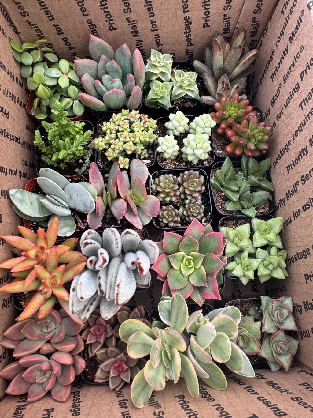 2" Succulent Variety Pack (20 Pack) – Assorted Live Houseplants