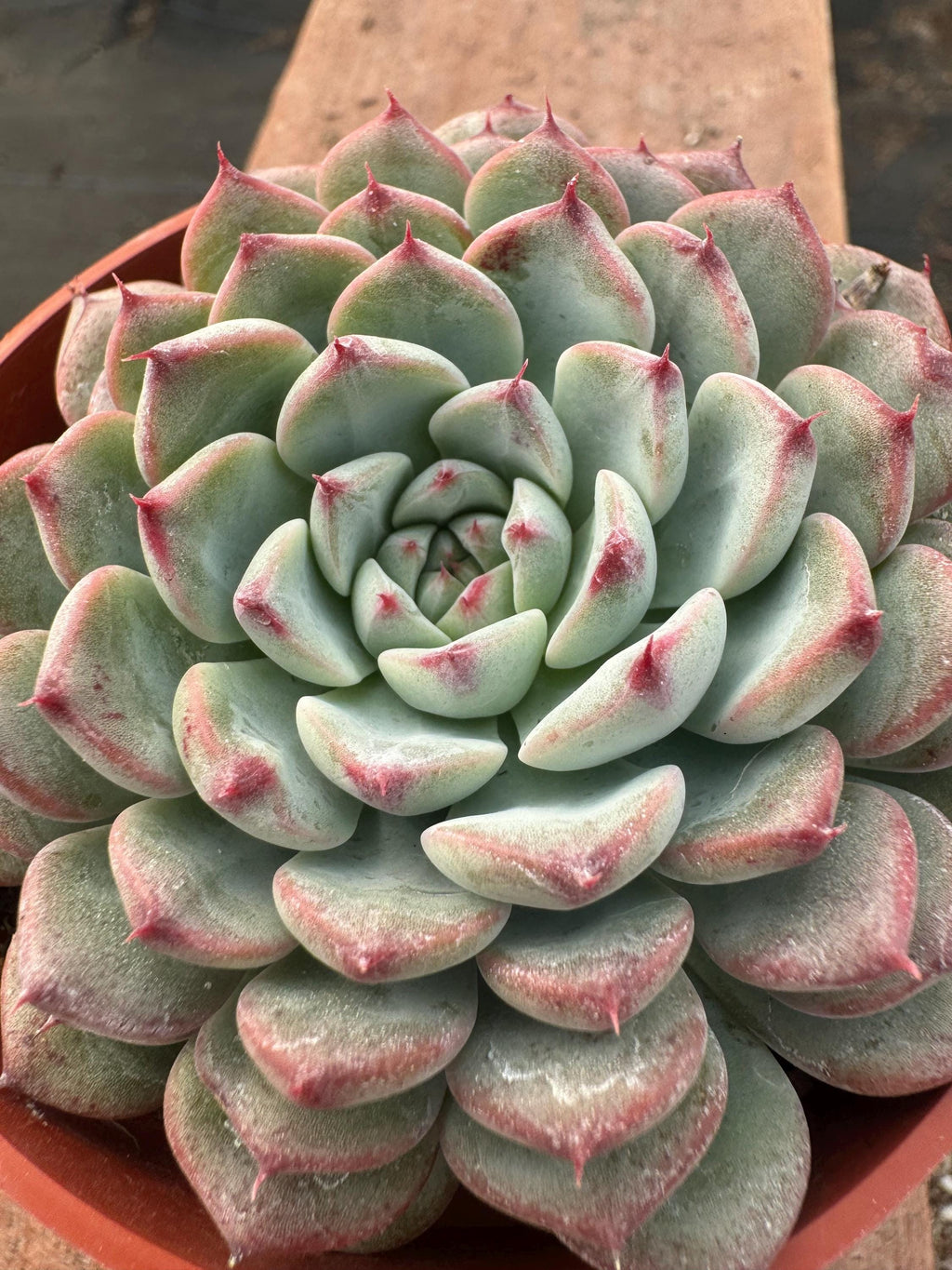 4” Echeveria ‘Pinwheel’ | Rosette Succulent Houseplant | Color-Changing Easy Car