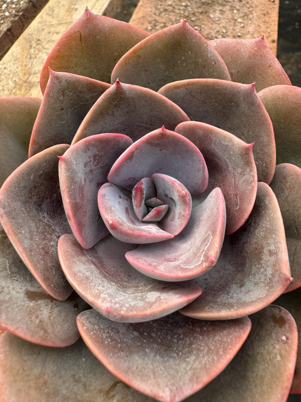 4” Echeveria ‘Dusty Rose’ – Live Succulent House Plant – Rosette, Indoor Garden 