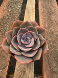 4” Echeveria ‘Dusty Rose’ – Live Succulent House Plant – Rosette, Indoor Garden 