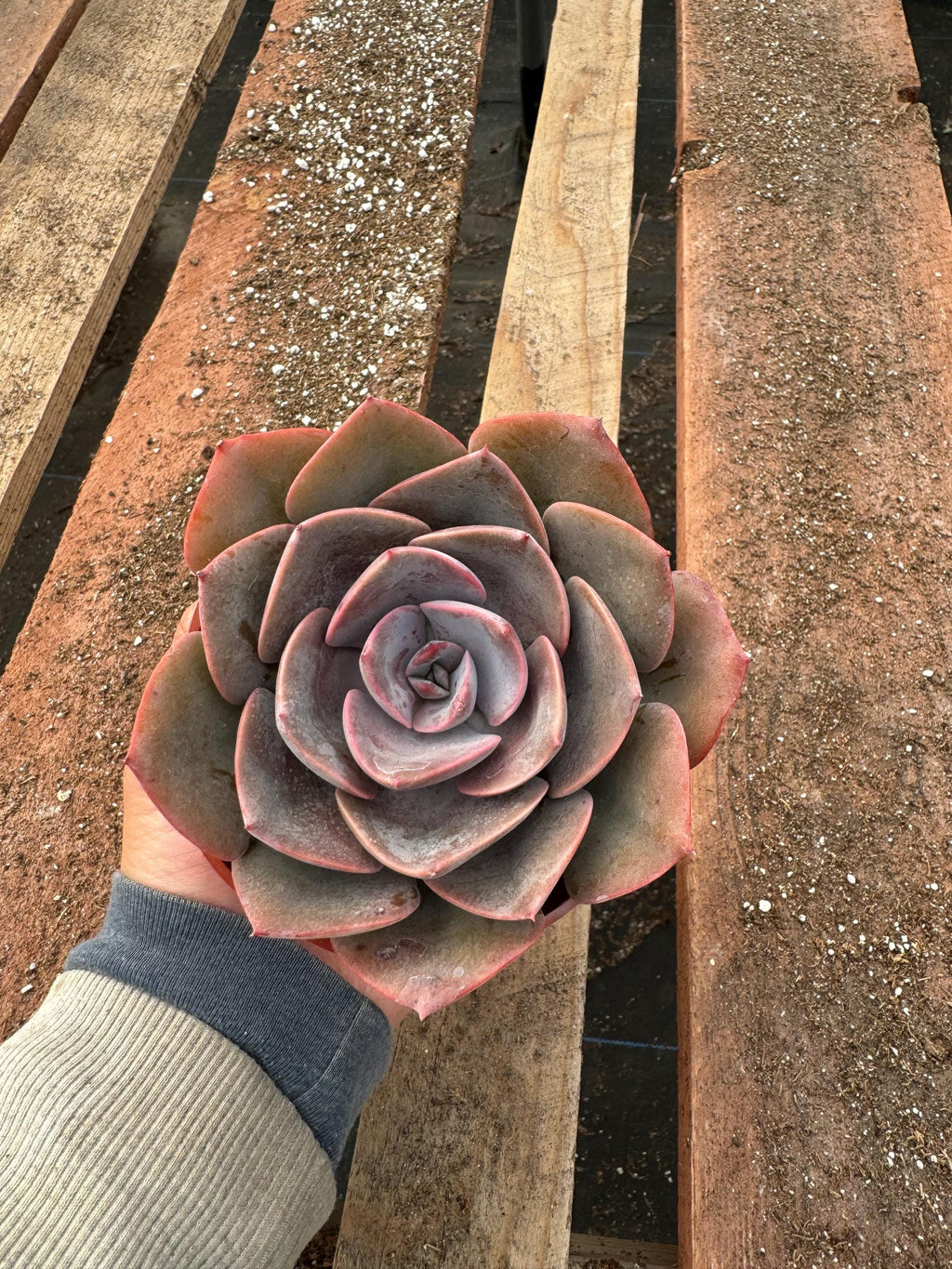 4” Echeveria ‘Dusty Rose’ – Live Succulent House Plant – Rosette, Indoor Garden 