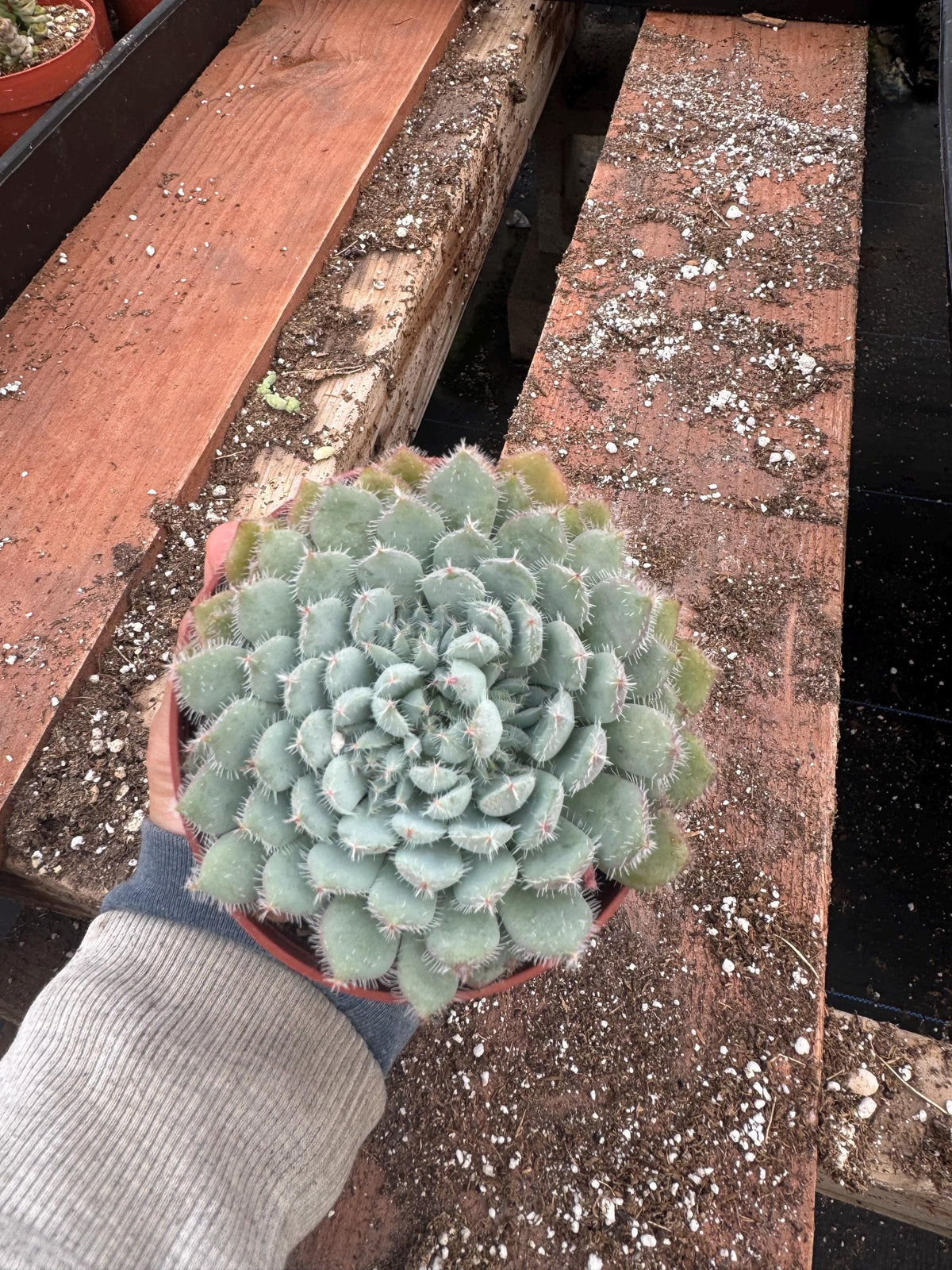 4" Echeveria Setosa – Fuzzy Rosette Succulent, Easy Care Houseplant