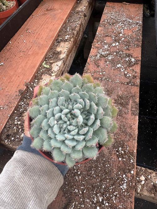 4" Echeveria Setosa – Fuzzy Rosette Succulent, Easy Care Houseplant