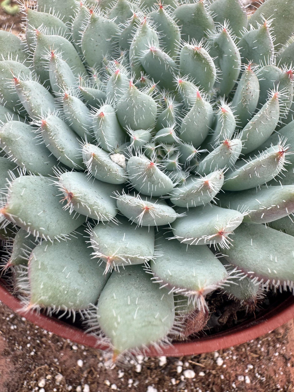 4" Echeveria Setosa – Fuzzy Rosette Succulent, Easy Care Houseplant
