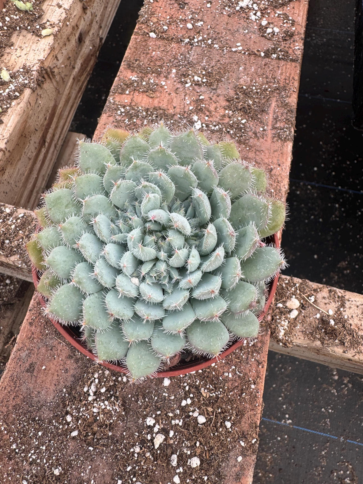 4" Echeveria Setosa – Fuzzy Rosette Succulent, Easy Care Houseplant
