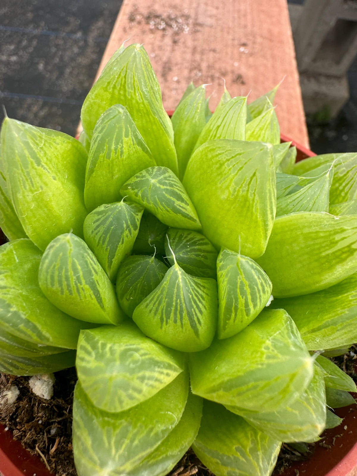 4” Haworthia Cooperi live plant , house plant.