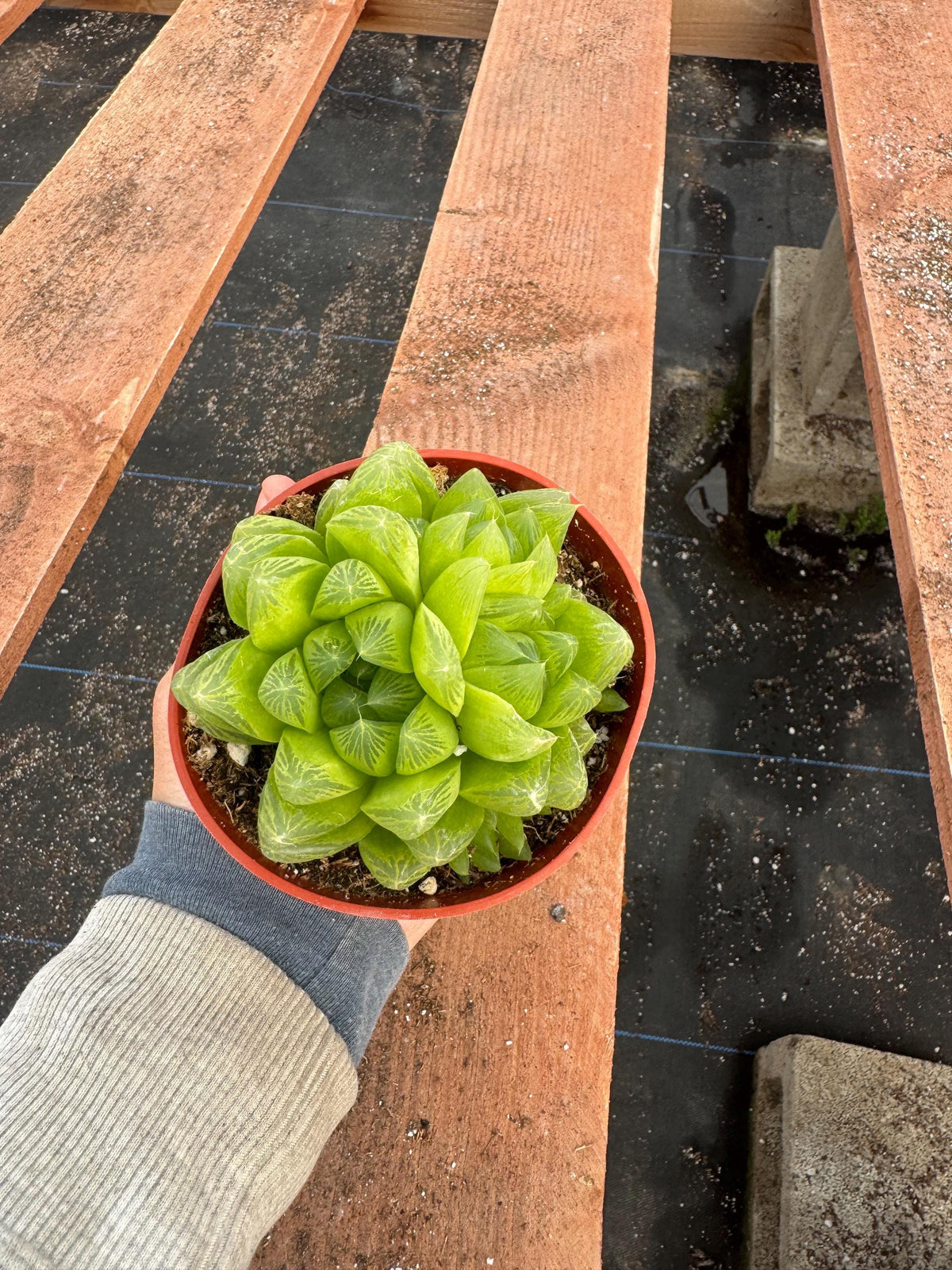4” Haworthia Cooperi live plant , house plant.
