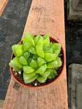 4” Haworthia Cooperi live plant , house plant.