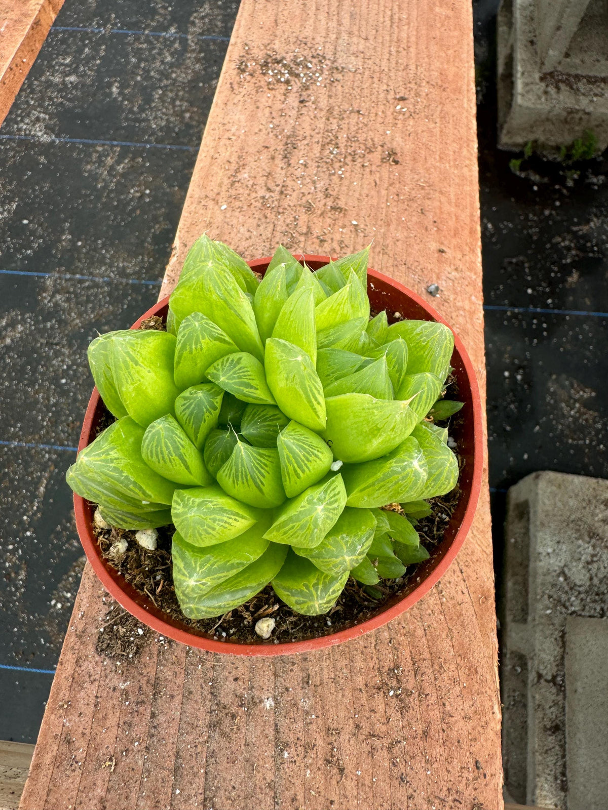 4” Haworthia Cooperi live plant , house plant.