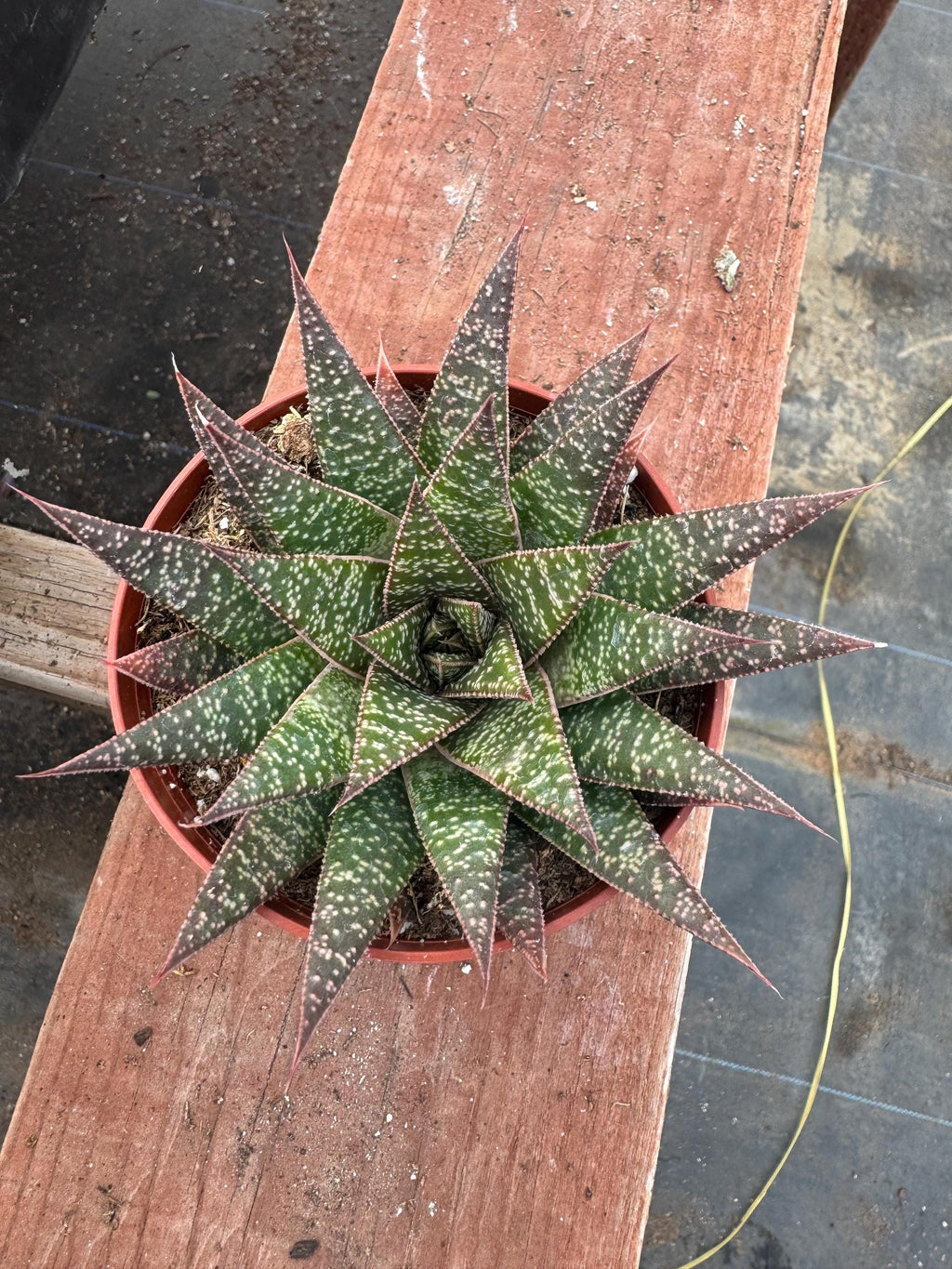 Rare Gasteraloe ‘Flow’ - 4” Indoor Aloe Hybrid Live Plant