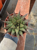 Rare Gasteraloe ‘Flow’ - 4” Indoor Aloe Hybrid Live Plant