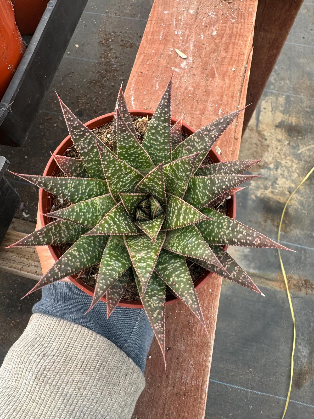 Rare Gasteraloe ‘Flow’ - 4” Indoor Aloe Hybrid Live Plant