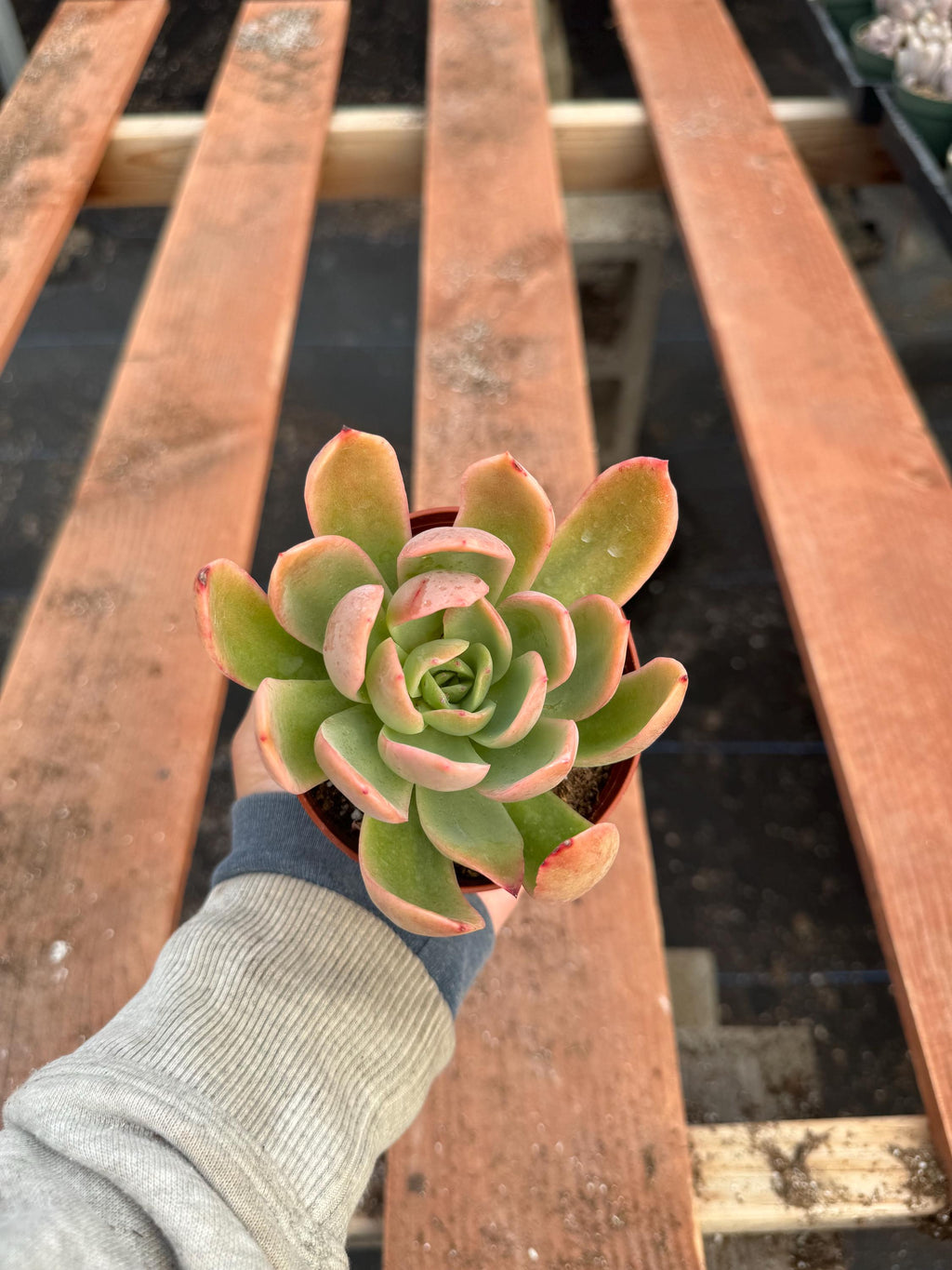 Echeveria 'Tulip' Succulent – 4” Live Rosette Houseplant