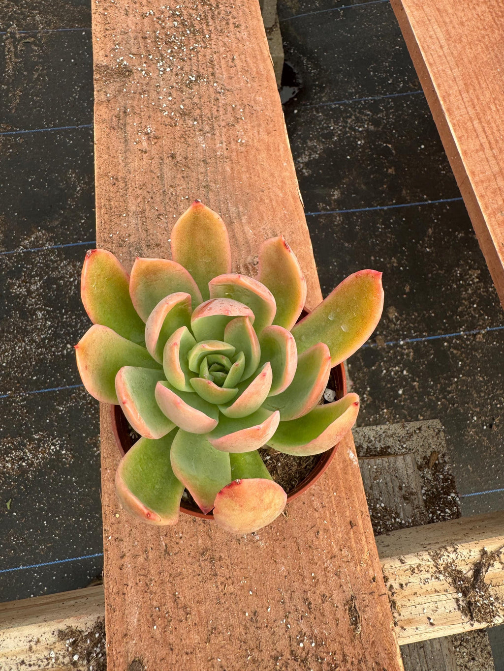 Echeveria 'Tulip' Succulent – 4” Live Rosette Houseplant