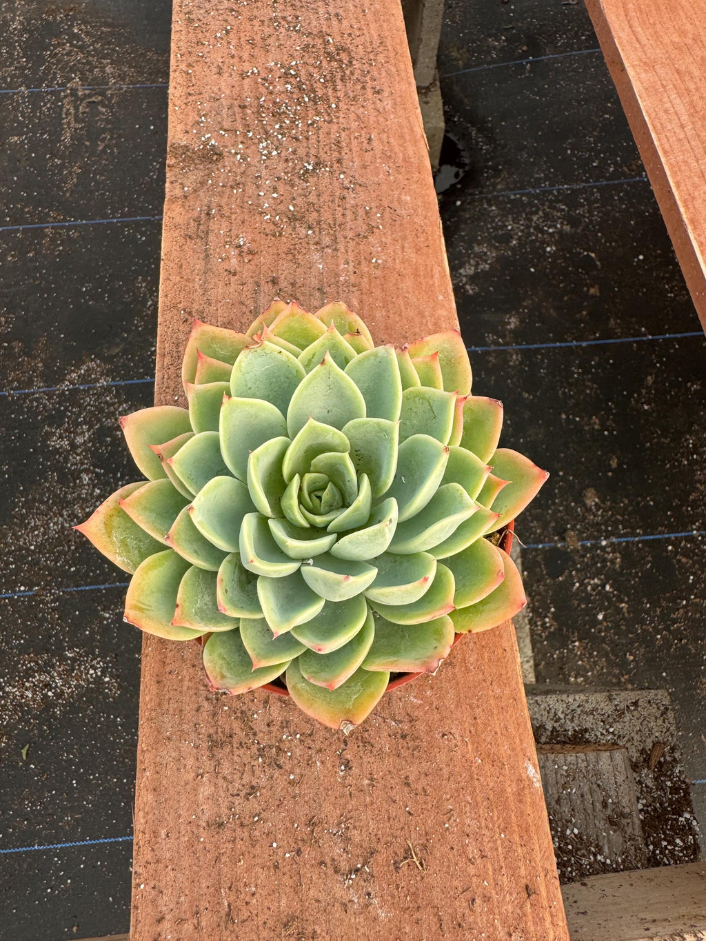4” Echeveria ‘Blue Atoll’ – Live Rosette Succulent Houseplant