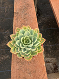 4” Echeveria ‘Blue Atoll’ – Live Rosette Succulent Houseplant