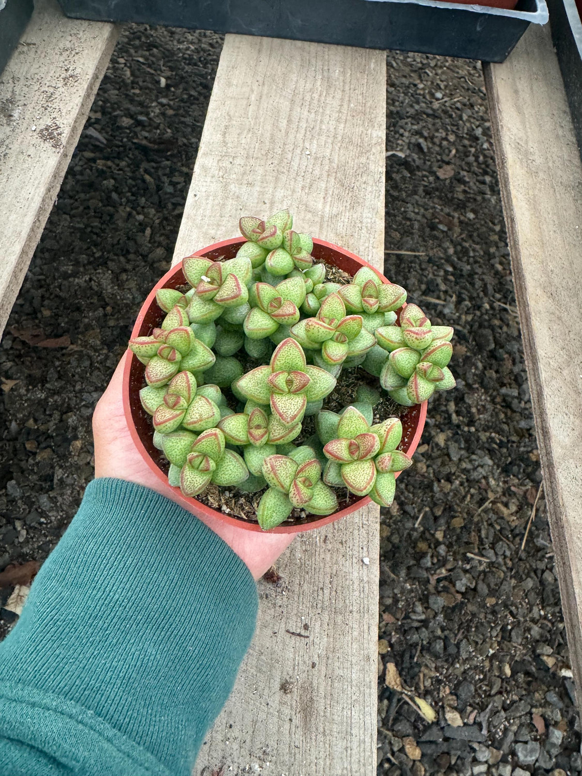 Crassula Rupestris Monticola – 4” Live Indoor Succulent Plant