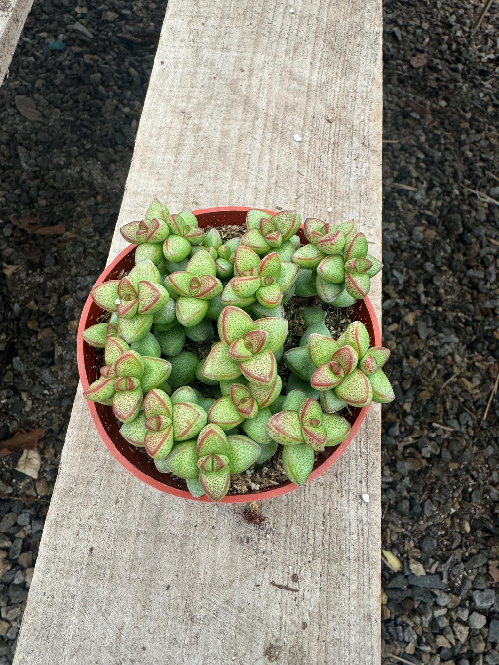 Crassula Rupestris Monticola – 4” Live Indoor Succulent Plant
