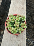 Crassula Rupestris Monticola – 4” Live Indoor Succulent Plant