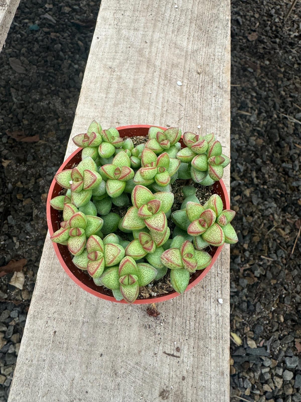 Crassula Rupestris Monticola – 4” Live Indoor Succulent Plant