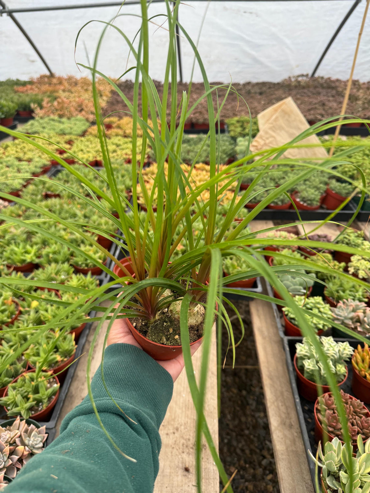 4” Ponytail Palm – Live Indoor Houseplant, Elephant Foot Tree