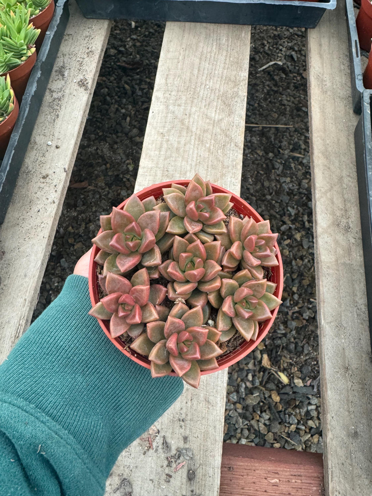 4” Sedum ‘Vera Higgins’ – Live Succulent Plant | Hardy Stonecrop | Indoor & Outd