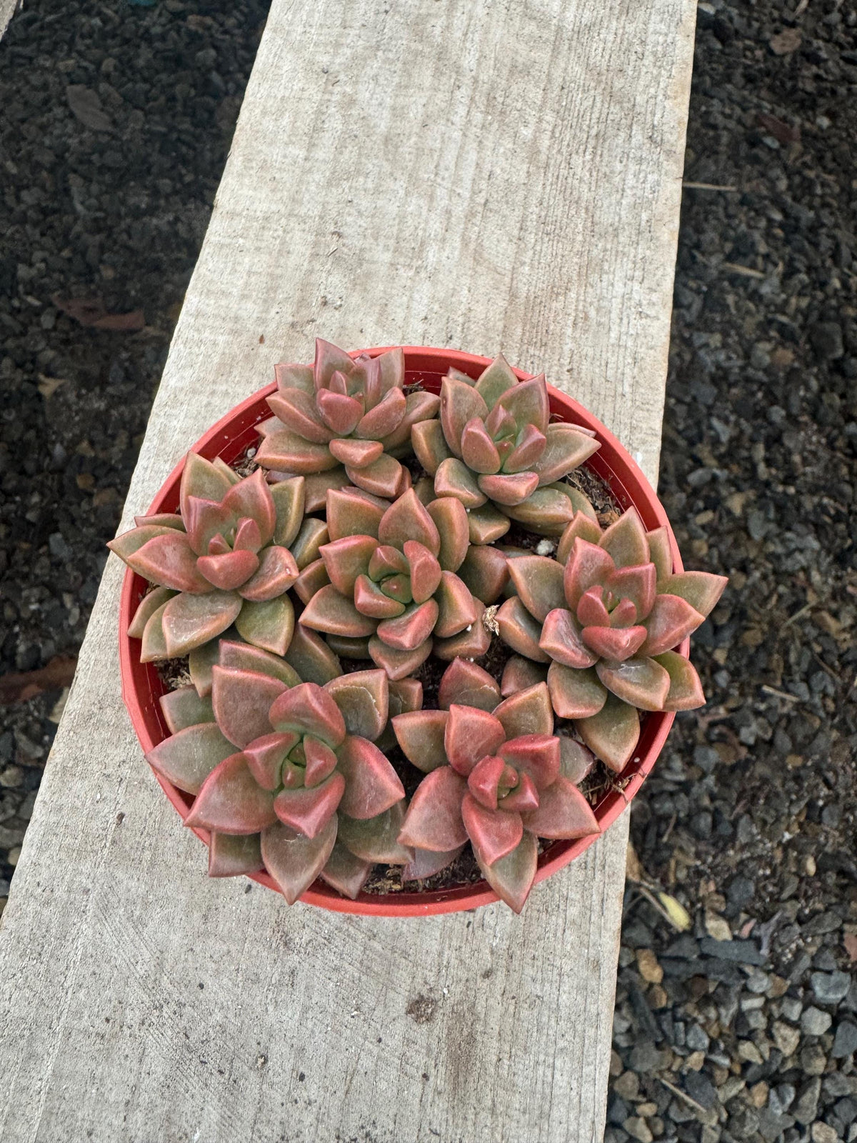 4” Sedum ‘Vera Higgins’ – Live Succulent Plant | Hardy Stonecrop | Indoor & Outd