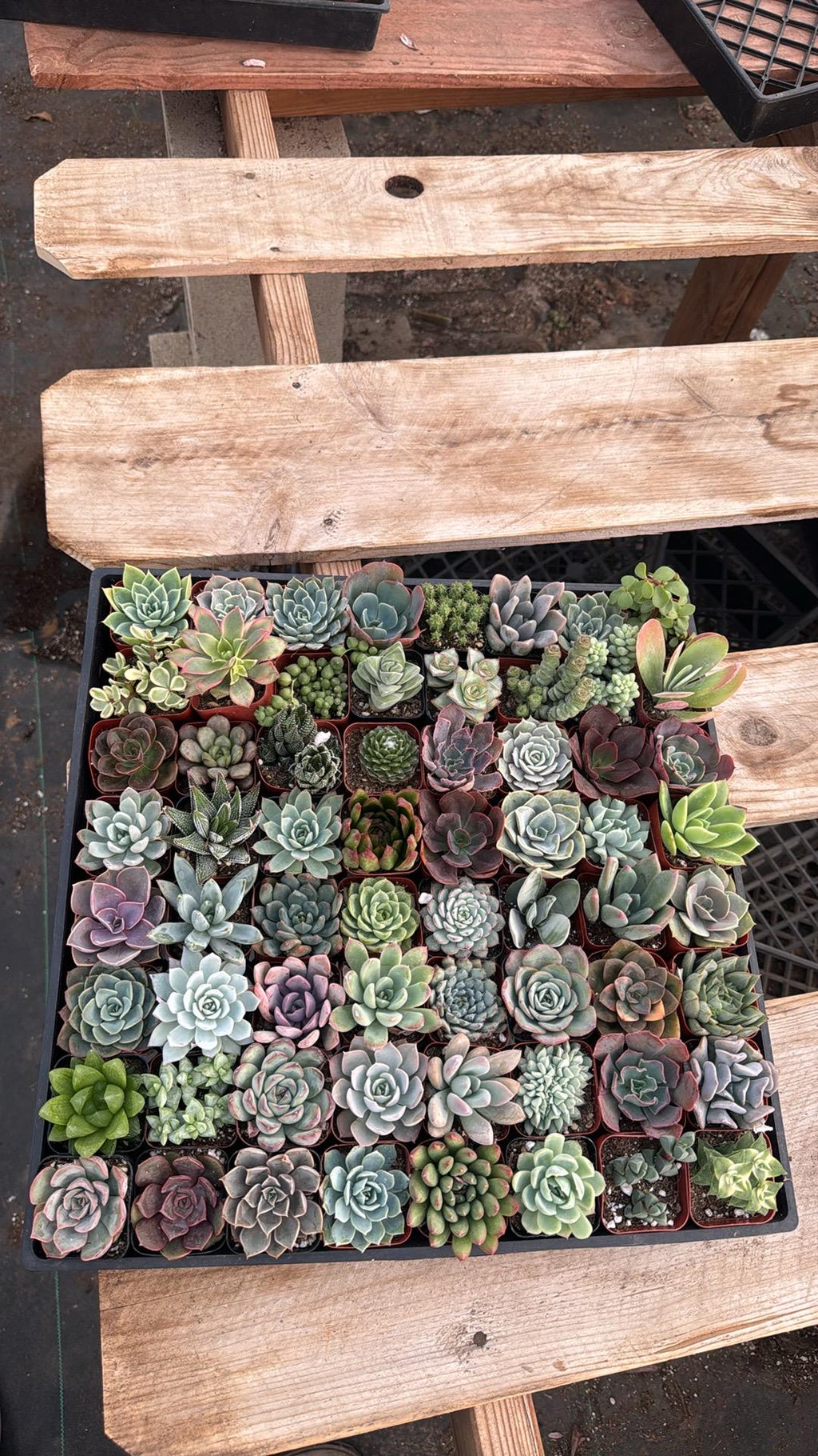 72 Pack Succulents 2 Inch Bulk | Assorted Live Plants | Wedding & Baby Shower Fa