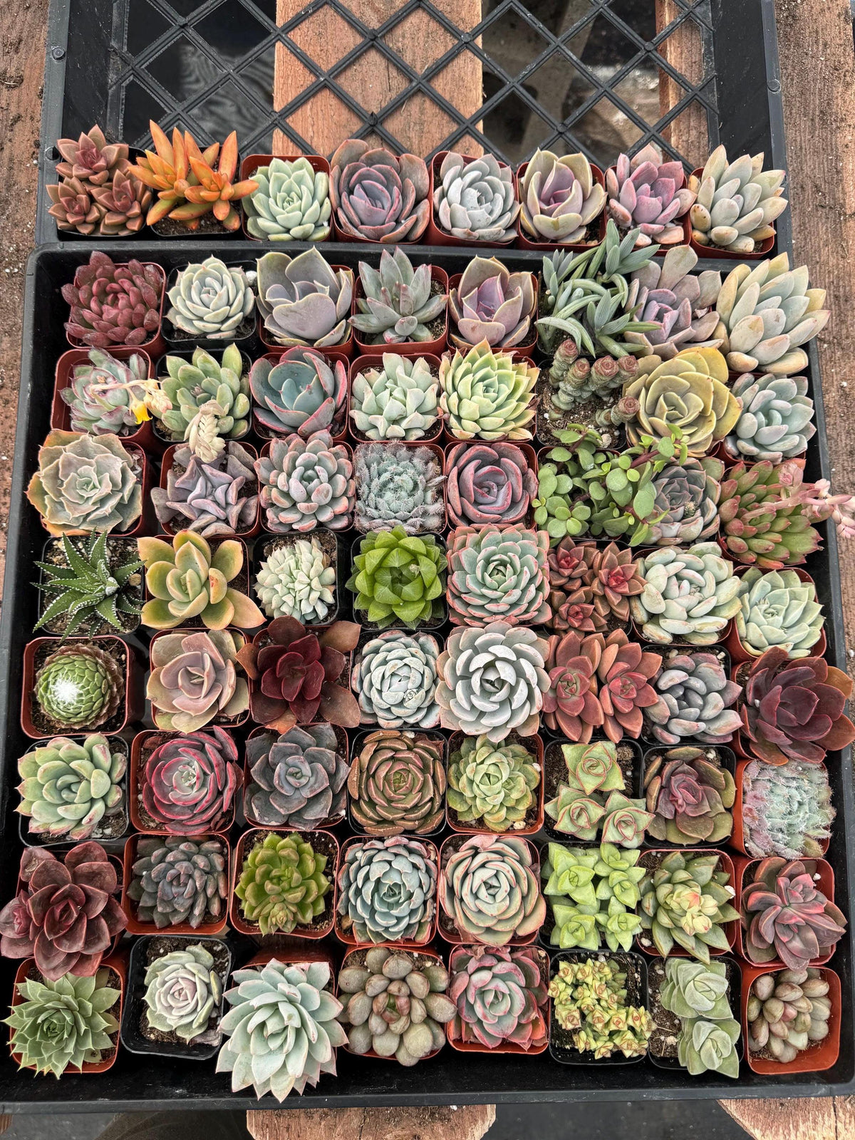 72 Pack 2” Succulents Bulk | Live Assorted Succulent Plants | Wedding Favors, Pa
